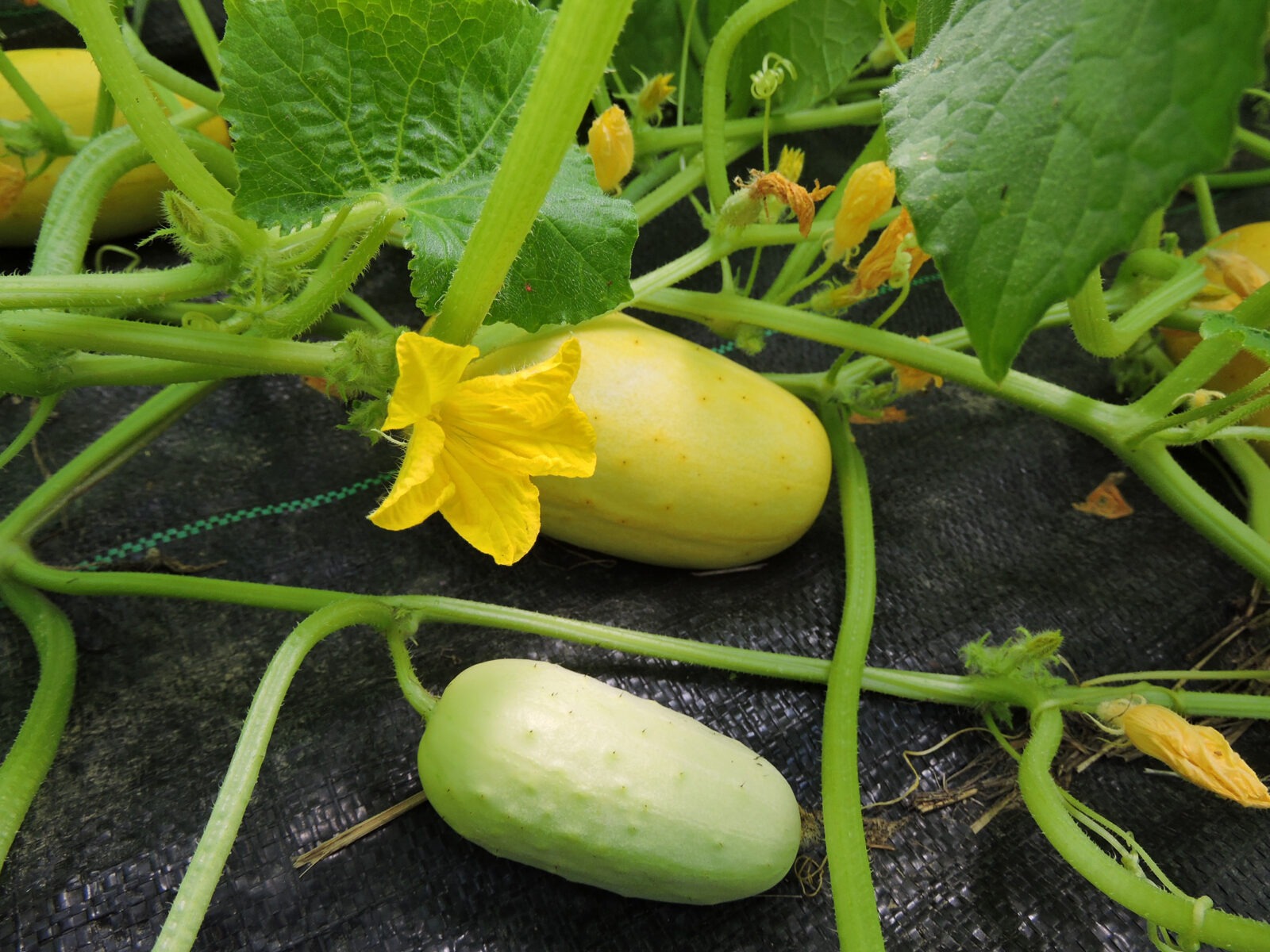 Several small 'North Carolina Heirloom' cucumbers growing on the vine with some yellow cucumber flowers.