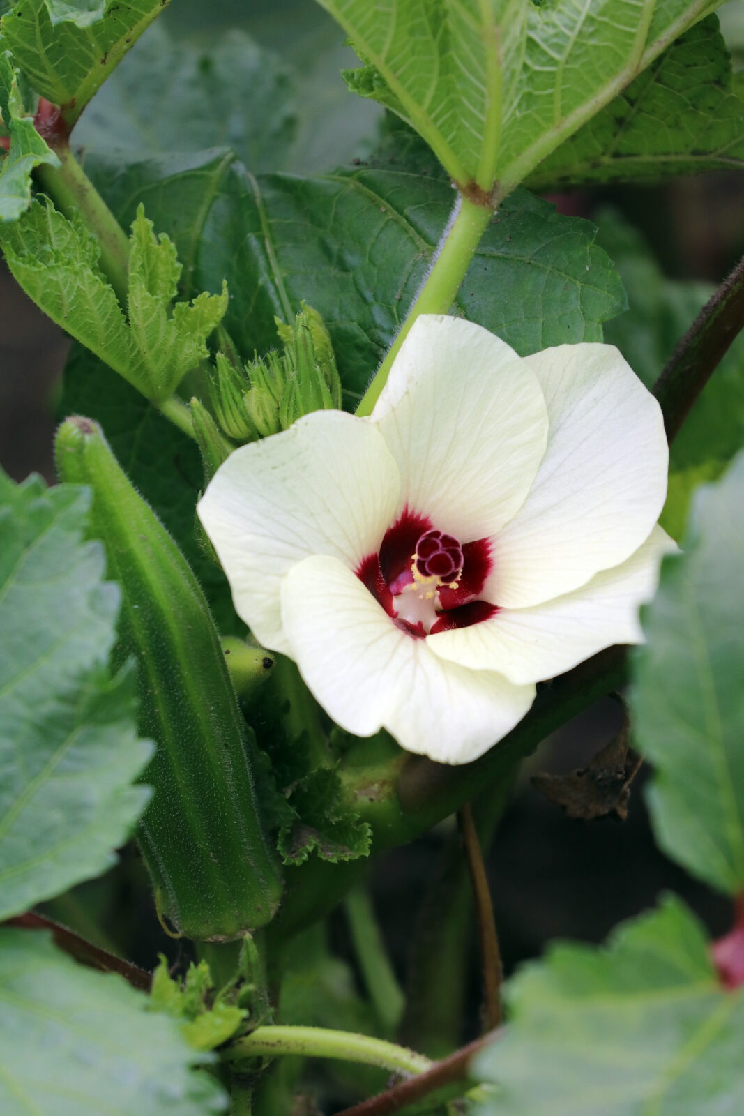 Close-up of an okra plant with an okra pod next to a white flower