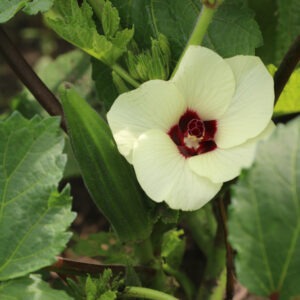 An 'Cajun Jewel' okra plant, with a small green pod and a light yellow flower with a red center. The okra pod and flower are nestled among leaves.