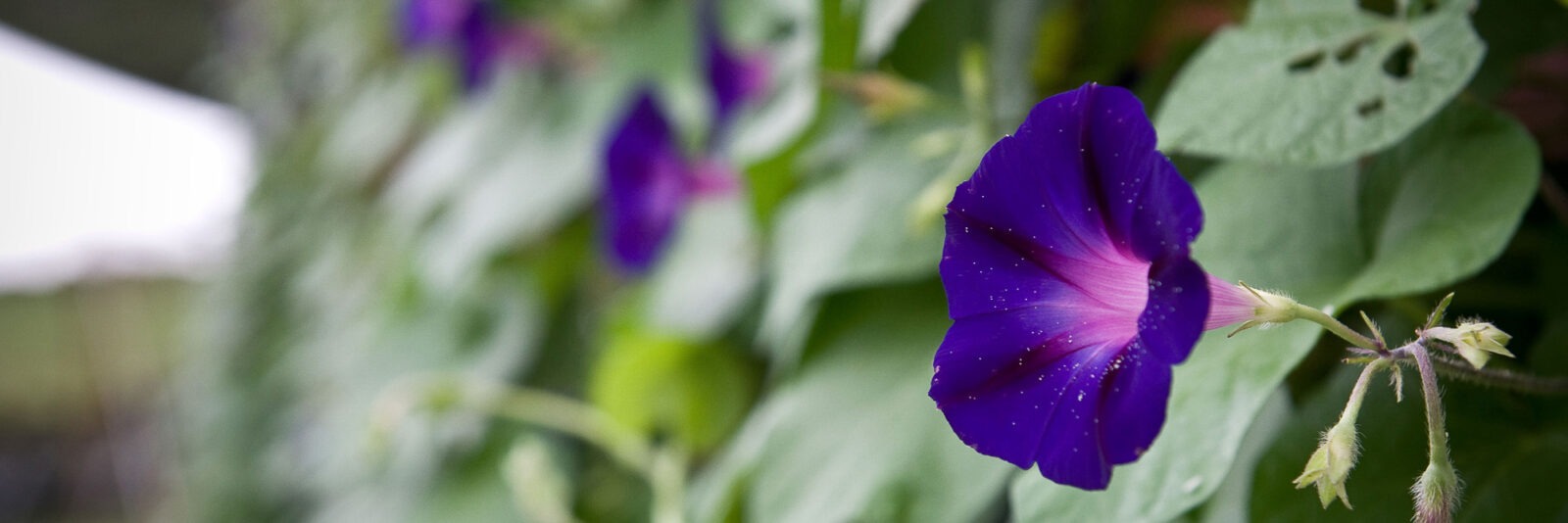 purple flowers on green vines