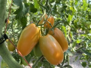 A cluster of four yellow-orange 'Orange Banana' tomatoes and one green tomato hanging from a tomato vine.