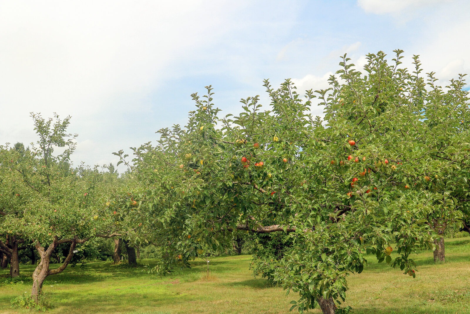 An orchard with many apple trees.