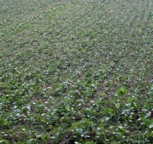 A field of cover crops to manage weeds