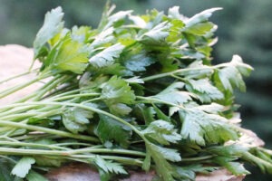 A bouquet of fresh 'Giant From Italy' parsley laying on a rock