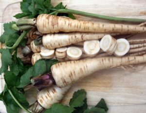 Several long, cream-colored 'Hollow Crown' parsnip roots with green foliage at the top and a row of round parsnip slices