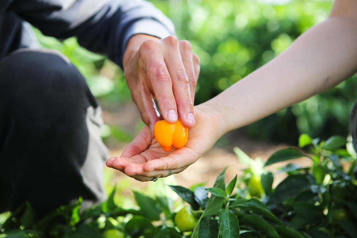 A hand passing an orange pepper to another