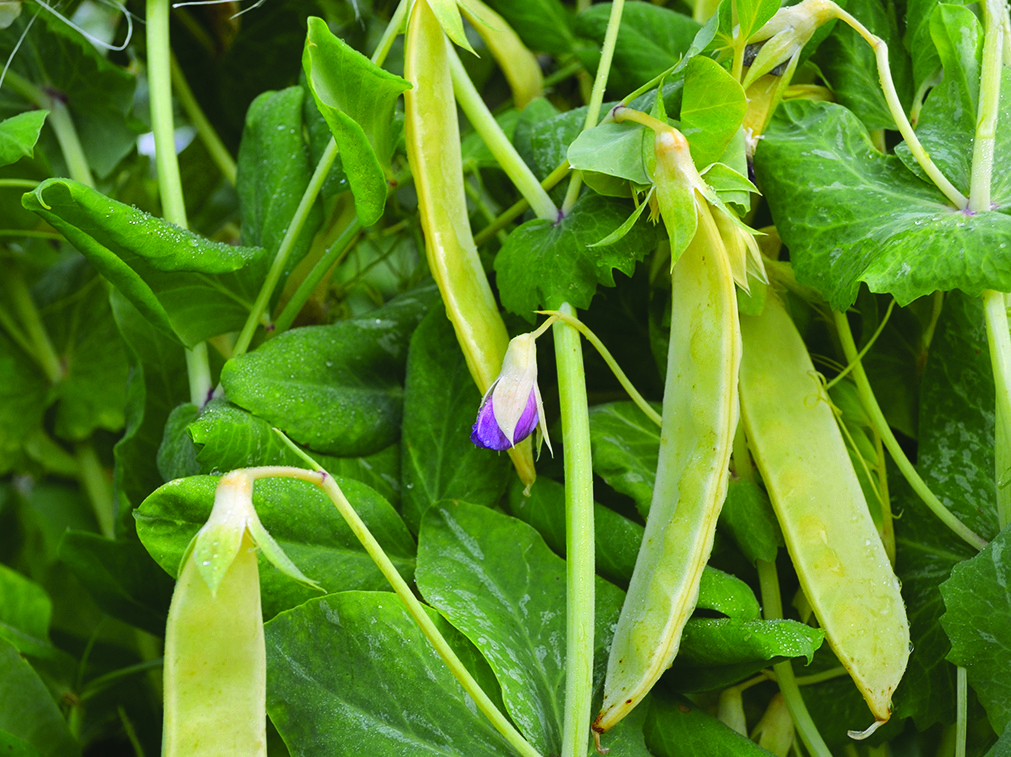 yellow beans growing on green vines