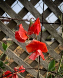 three red sweet pea blossoms on a trellis