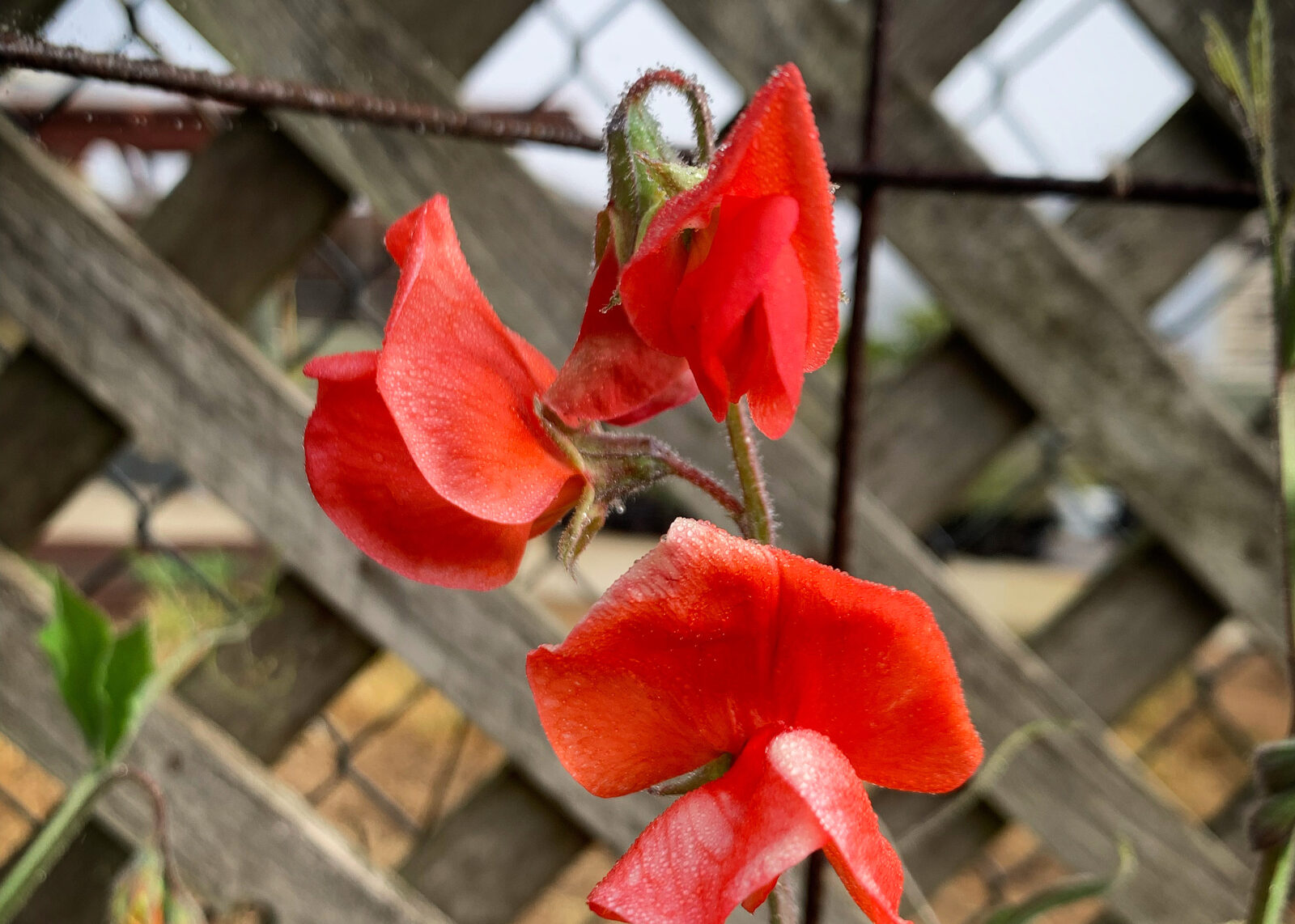 red sweet pea blossoms on a trellis