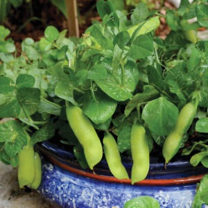 A pea plant in a shallow blue and white planter, with many green peas hanging from the leaves.