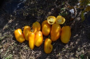 Many oblong deep yellow 'Peace Yellow Paste' tomatoes and one tomato sliced in half arranged on the ground