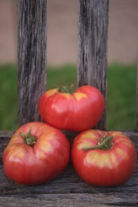 Three large red 'Peg O' My Heart' tomatoes arranged on a wooden bench