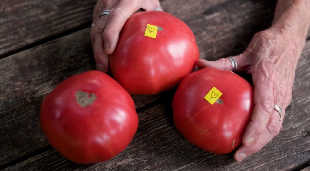Three large red 'Peg O' My Heart' tomatoes