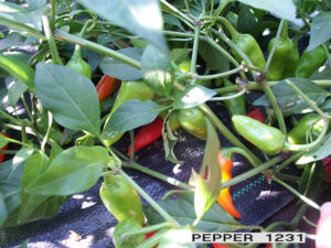 A pepper plant growing on landscape fabric with several green and red 'Martin's Carrot' peppers