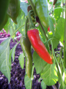 A green 'Martin's Carrot' pepper and a red pepper growing on a plant next to each other