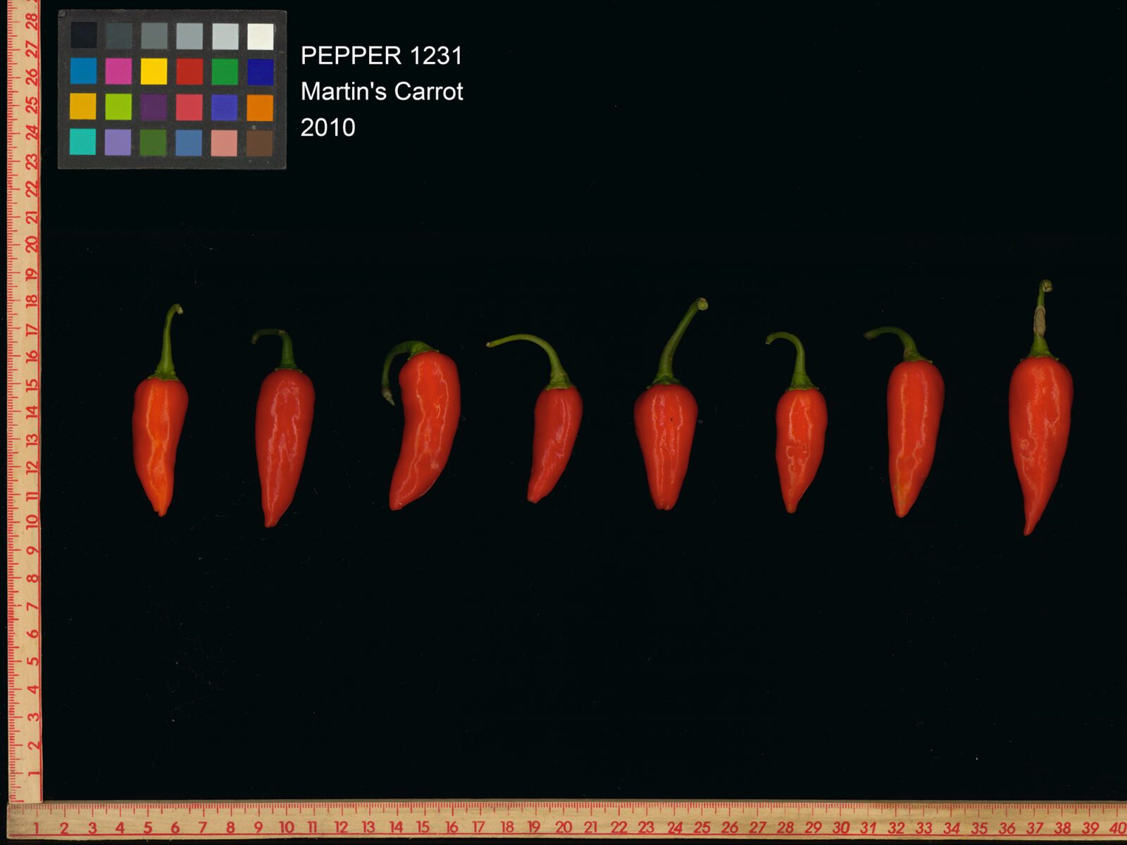 Eight small, long red 'Martin's Carrot' peppers in a line on a black background