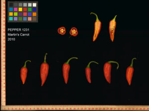 A scan of many red 'Martin's Carrot' peppers, including two cross sections and a pepper sliced vertically in half