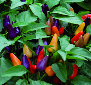 Many small 'Aurora' peppers in shades of red, orange, yellow, and purple pointing upright and nestled among the pepper leaves.