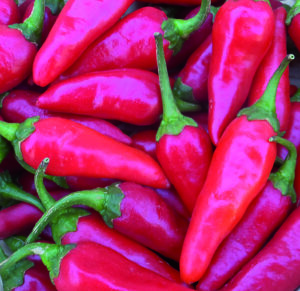 A bunch of red 'Martin's Carrot' peppers in a pile