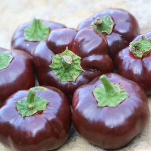 A group of seven small, round 'Miniature Chocolate Bell' peppers
