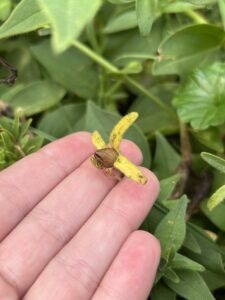 A hand holds a tiny 'Old Fashioned Vining' petunia seed pod