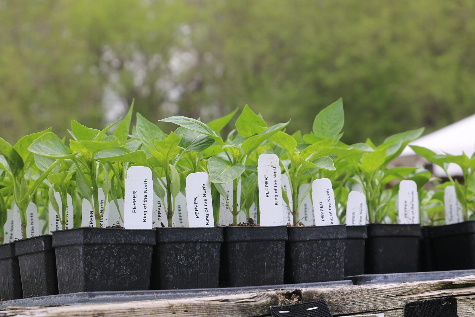 Rows of young plants in black plastic containers with white picket labels on a table
