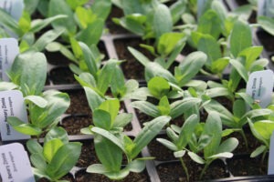 Many young zinnia transplants arranged in neat rows