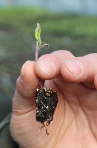 A hand holding up a small plant seedling with the roots exposed