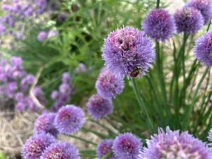Chives plants with purple flowers and an orange bee