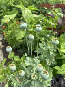 Many tall poppy stems with large green seed pods growing in a garden