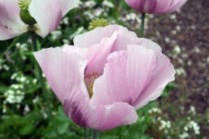 A light pink 'Hutterite Breadseed' poppy with delicate petals that get darker pink near the base of the flower