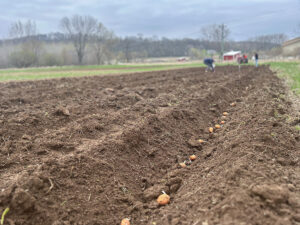 A long trench in the soil with potatoes spaced several feet apart along the trench