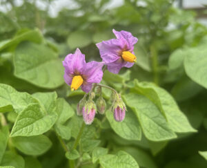 A potato plant with several purple flowers with yellow centers