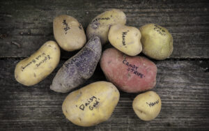 A group of potatoes varying in color and size and labeled with black marker on a wooden surface