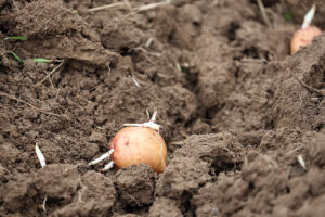 A small rose-tan potato with several sprouts in the soil