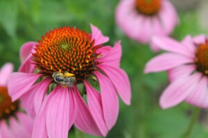 A coneflower with pink petals and a bee on top surrounded by other coneflowers and foliage in the background