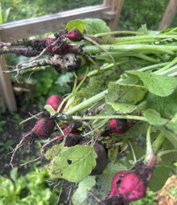 A bunch of freshly-harvested radishes in different shades of pink and white with long green leaves