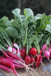 A group of different varieties of radishes arranged on a rock