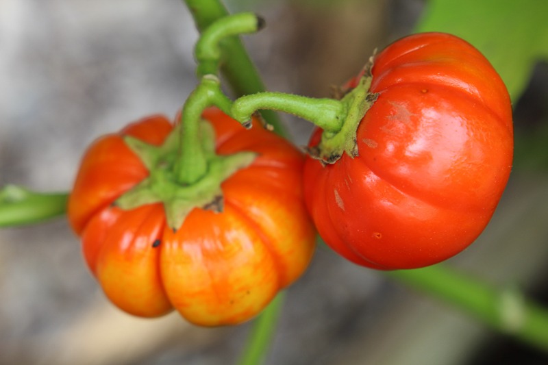 Two small, round, red eggplant resembling tomatoes hang on a vine