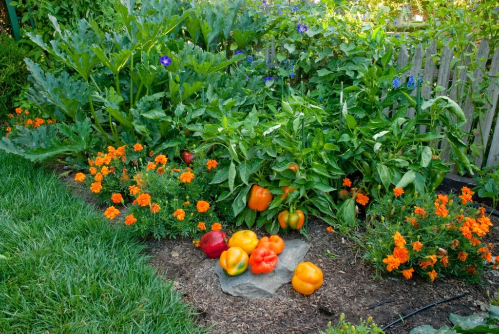 A garden with many large green plants, some small orange marigold flowers, and several colorful peppers lying on the ground.