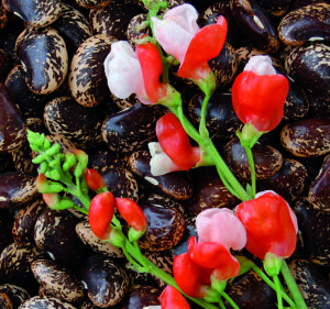 Many large tan-and-deep-brown-speckled 'Painted Lady Improved' runner bean seeds with several stems of red and white runner bean flowers laying on top