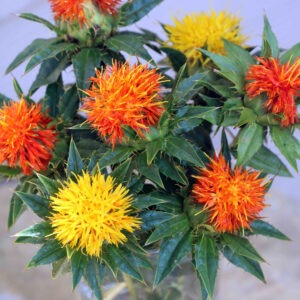 A bouquet of yellow and orange 'Lorenzo Trussoni' safflowers.