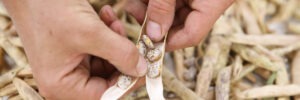 Two hands open a dry bean pod with seeds on the inside