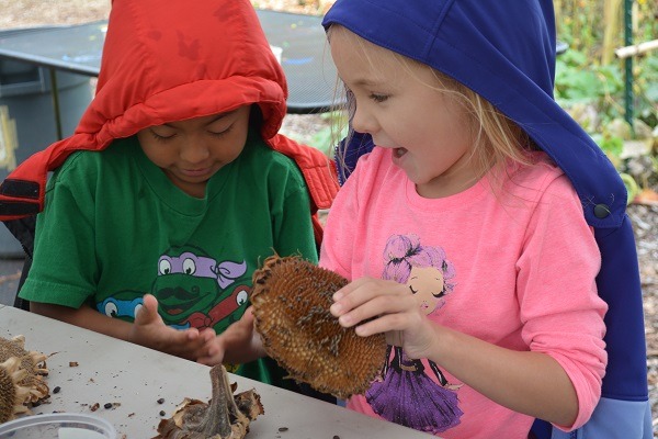 Two young students harvest sunflower seeds from a sunflower head.