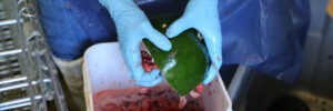 A person wearing blue gloves digs seeds and pulp out of a halved watermelon