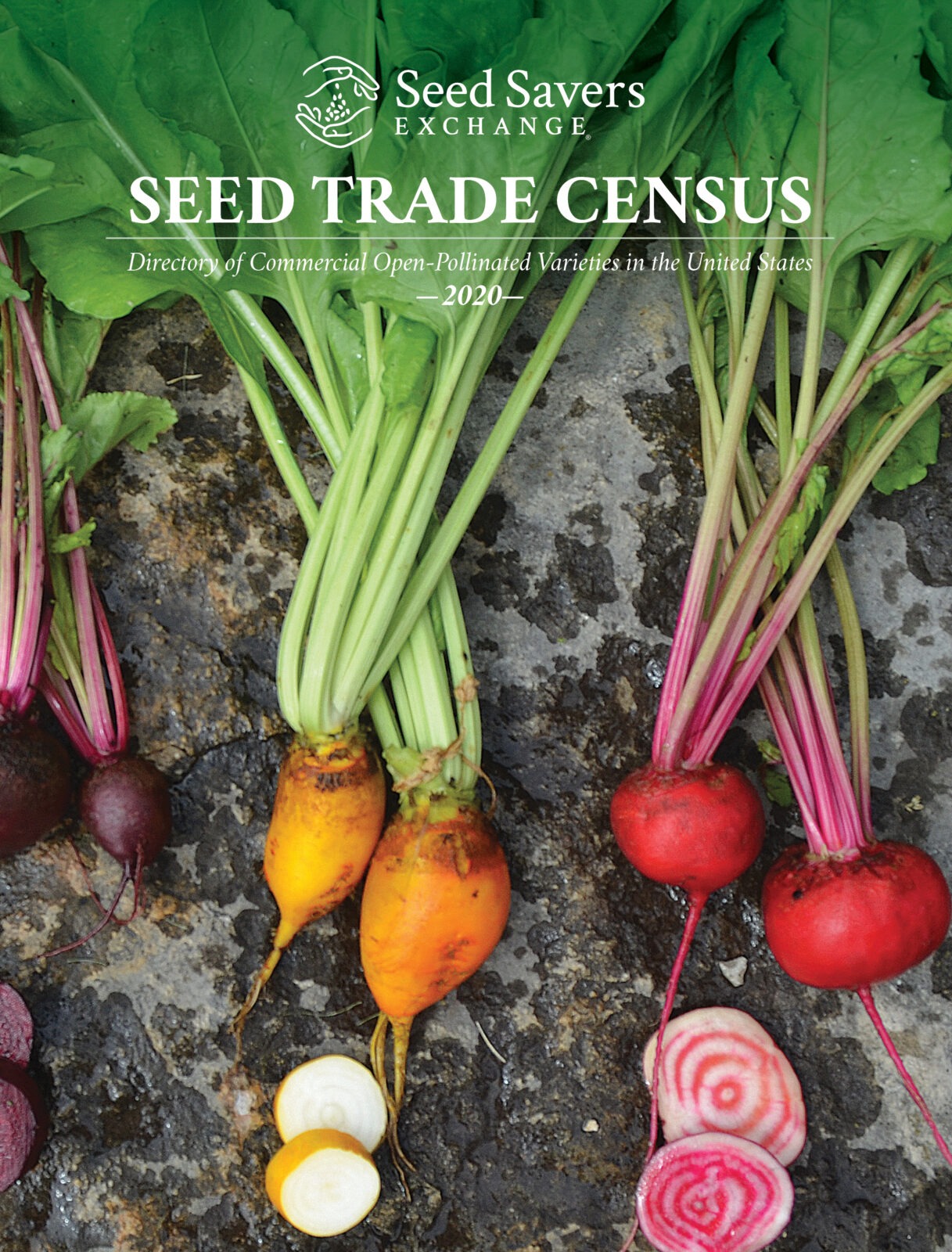 Seed Trade Census cover image of three beet varieties of different colors on a rock