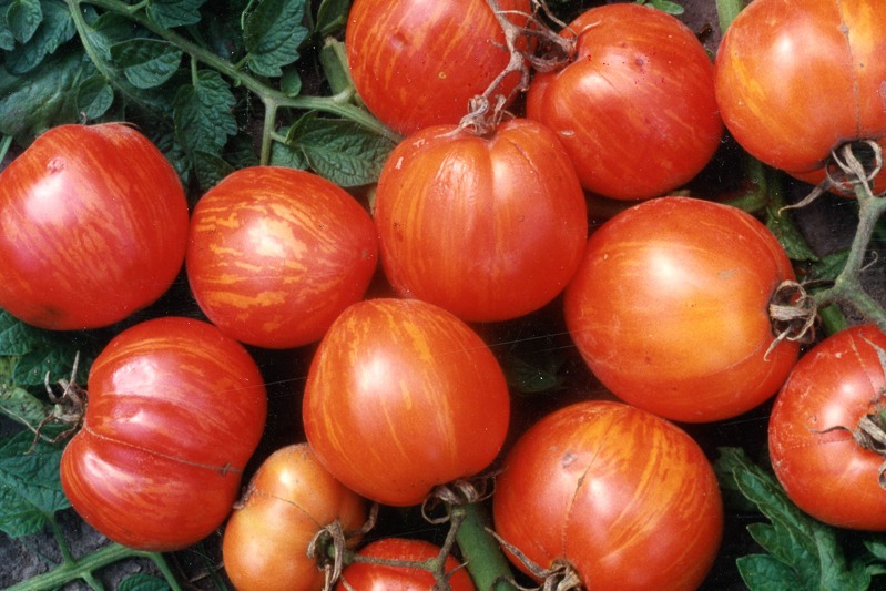 A cluster of small red striped tomatoes attached to vines and foliage