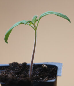 A small tomato plant with one set of cotyledon leaves and one smaller set of emerging true leaves.