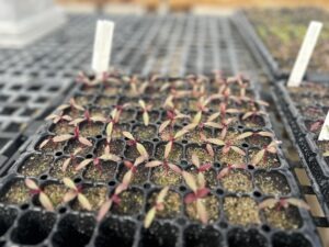 Many amaranth seedlings in tiny plastic cells