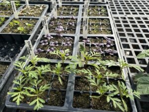 'Diablo' cosmos and 'Dark Opal' basil seedlings in plastic greenhouse cell trays